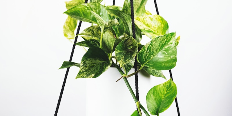 2026年世界杯官方新闻发布会现场，国际足联主席与主办国代表合影